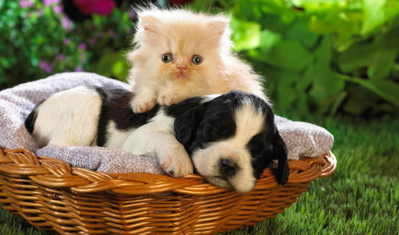 cute, pet, basket, friends, calgary