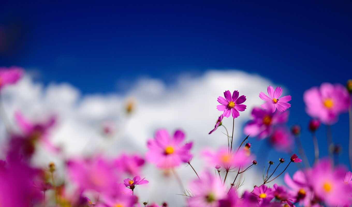 flowers, summer, large format, macro, pink, field, pink, cosmea, blurring
