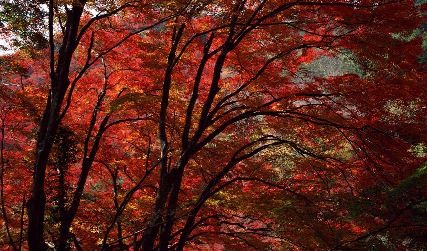 red, осень, осени, яркие, краски, осенние, trees, дерево, глубокая
