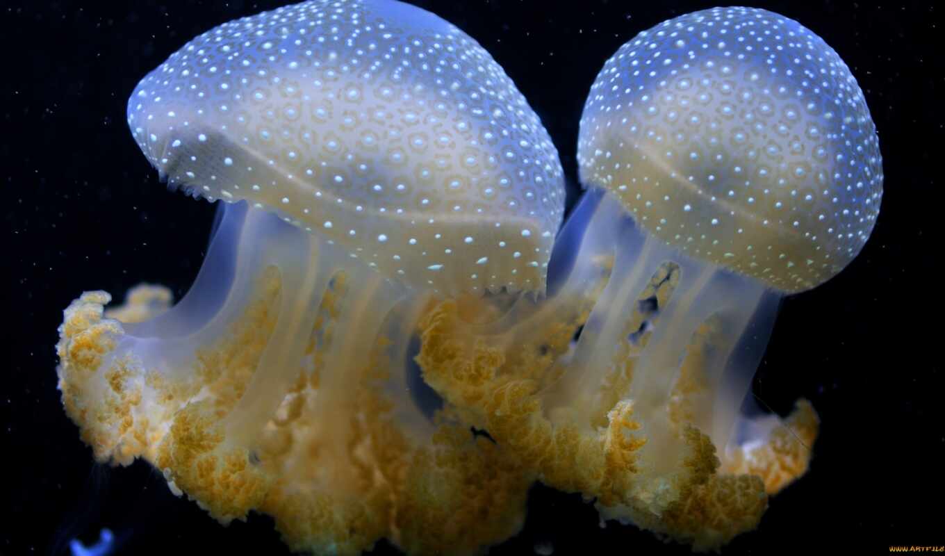 russian, water, marine, jellyfish, similar, underwater, biology, миро