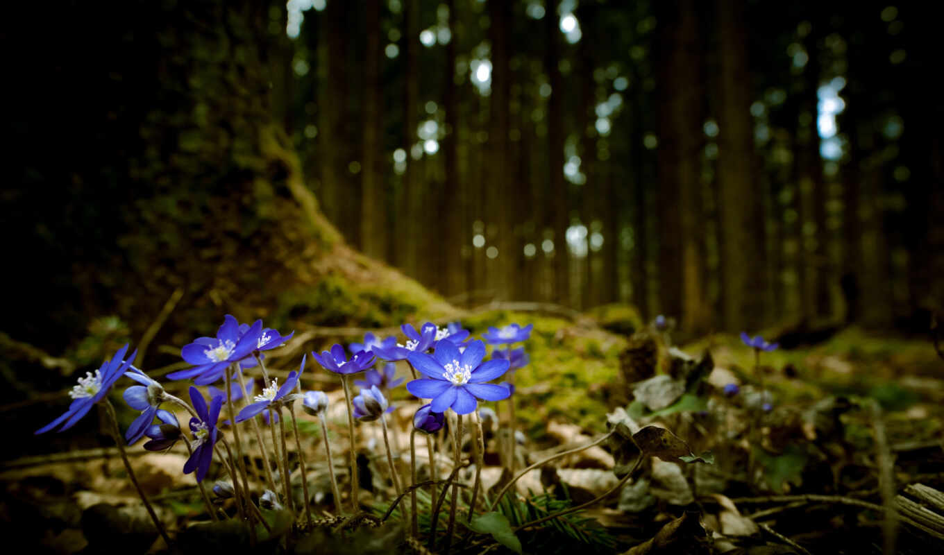 природа, цветы, blue, дерево, purple, фиолетовый, лес, весна, мох, depression