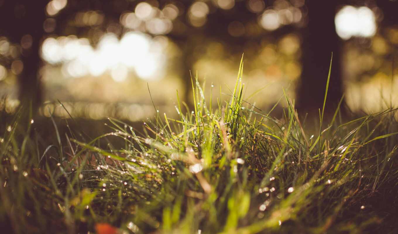 природа, дождь, трава, роса, makryi