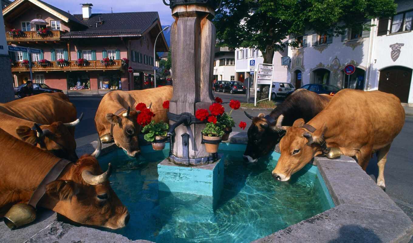water, cow, fountain, metkii