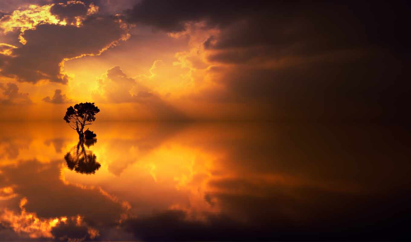 дерево, закат, море, отражение
