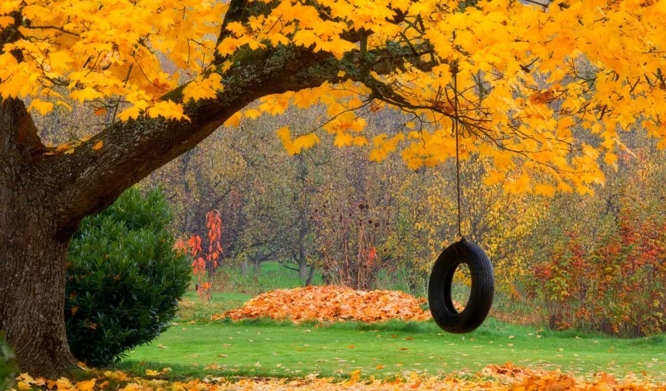 tree, autumn, swing, thirst