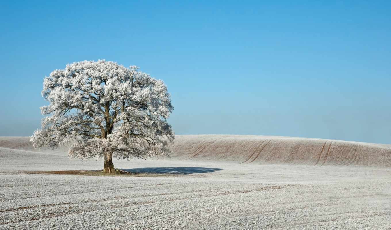 tree, frost, grass, field, landscape, horizon