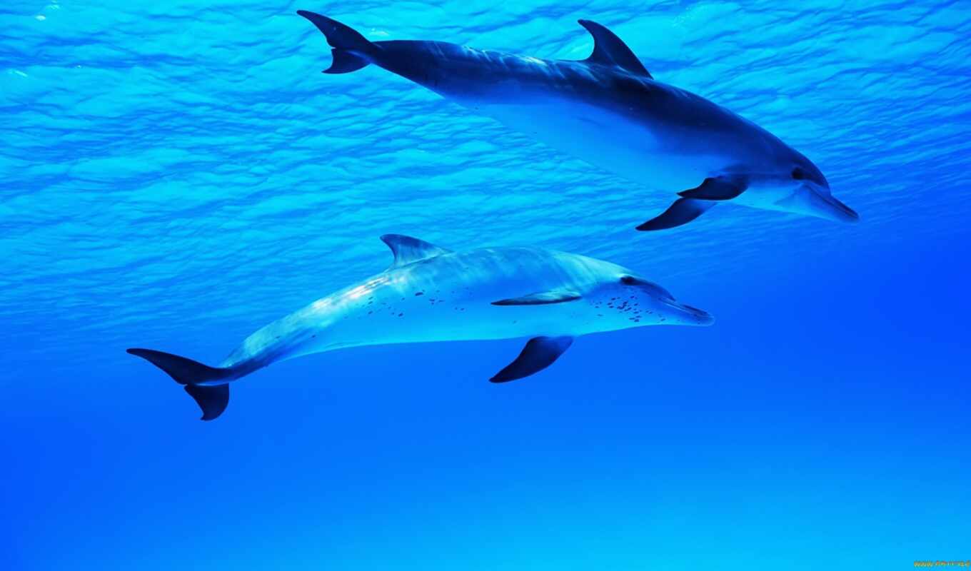 sea, dolphins