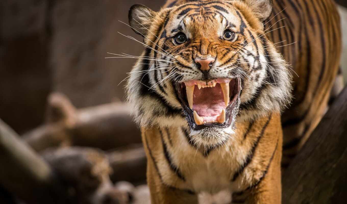 evil, tiger, roar, shank