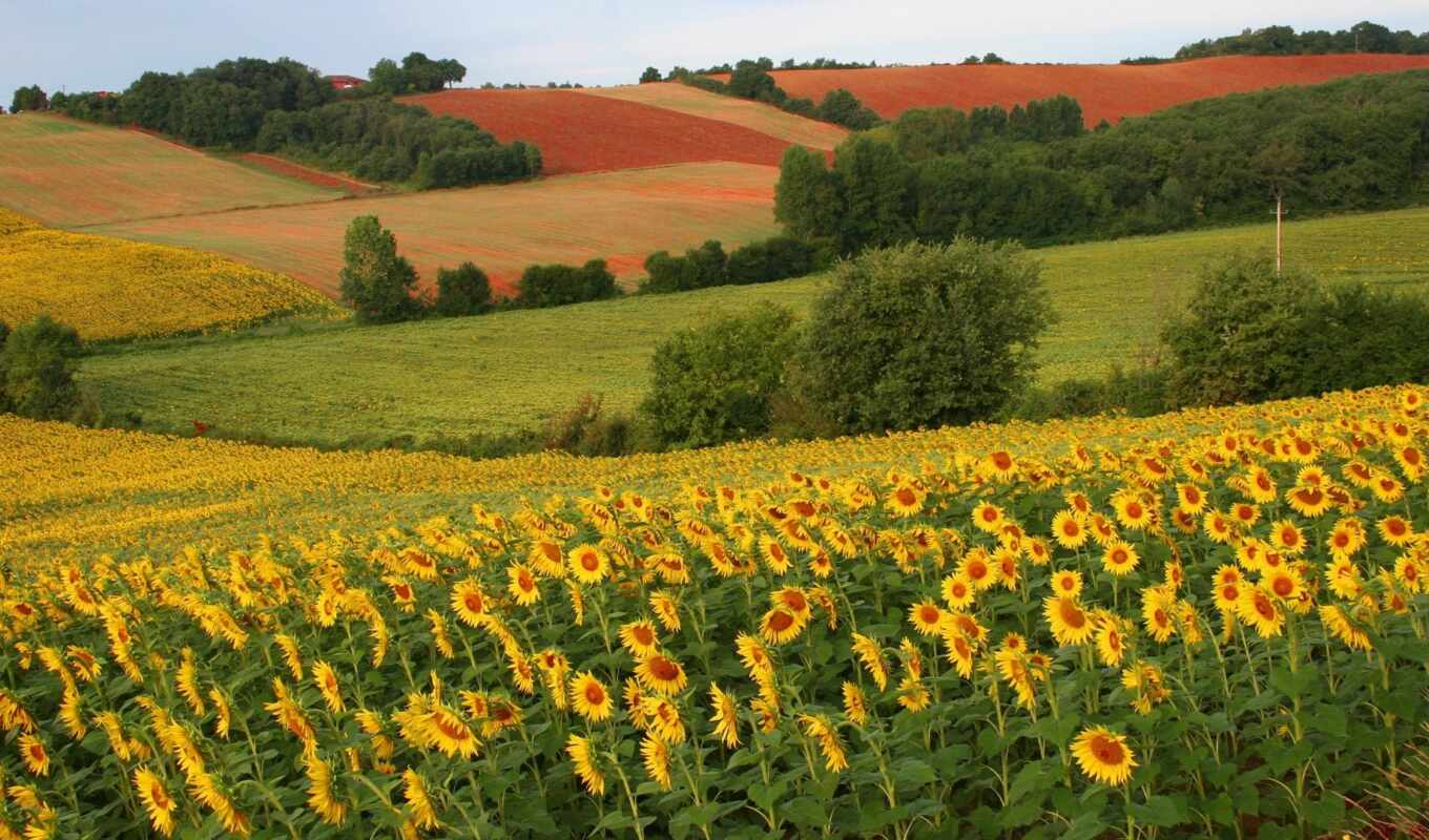 summer, field, sunflower, beauty, sunflowers, margin