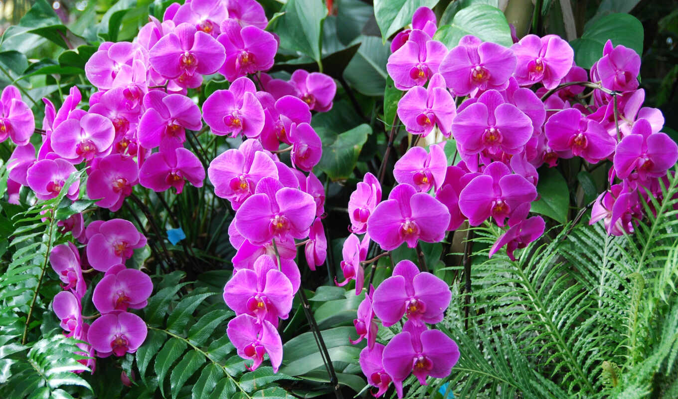 цветы, картинка, красивые, орхидеи