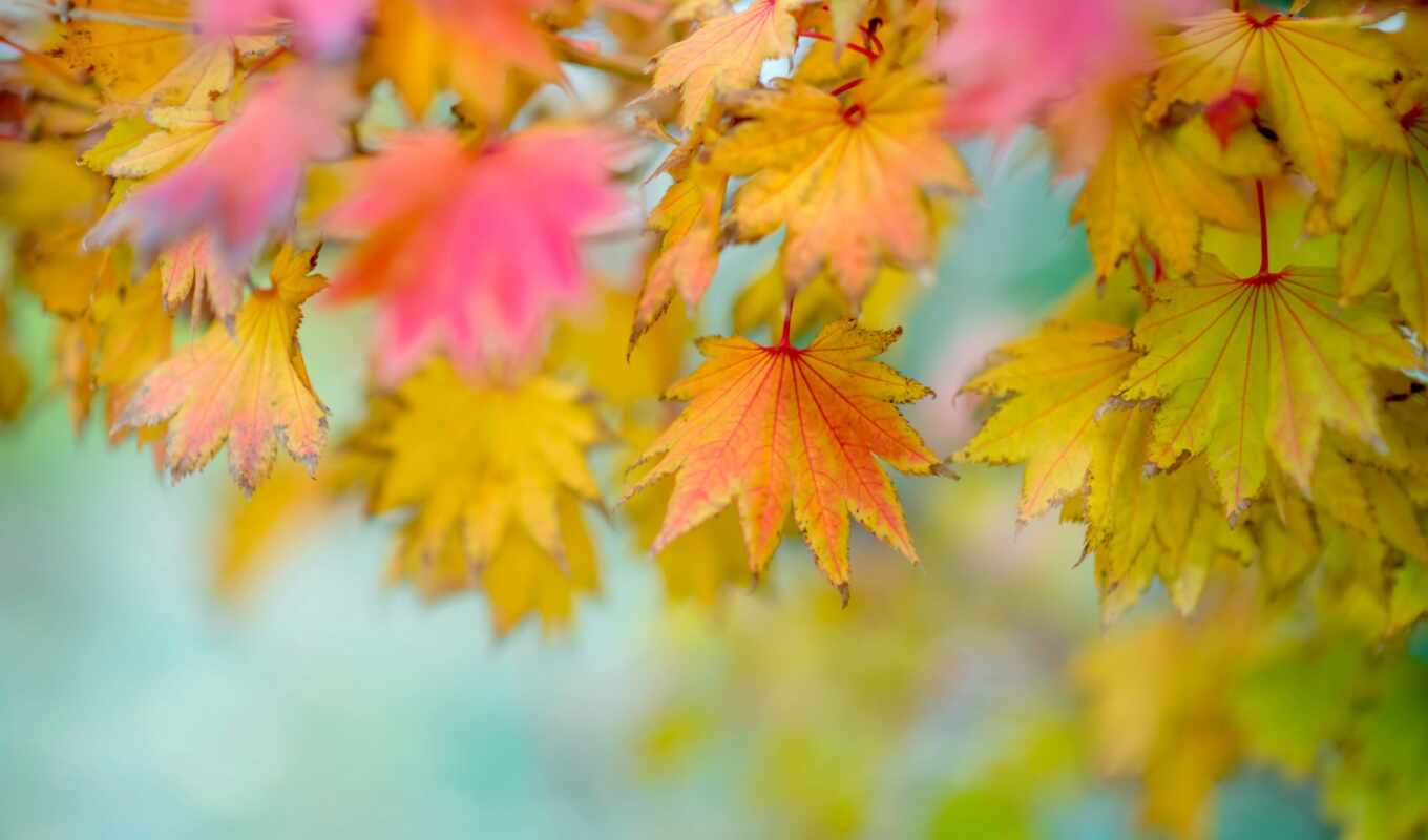 природа, осень, листва, осенние, размытость, фотофон