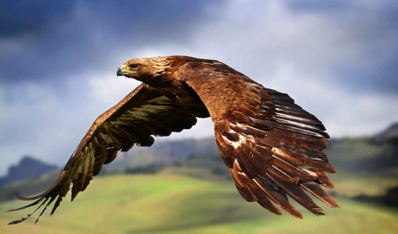 desktop, золотистый, орлан, flying, pinterest, fly, eagles