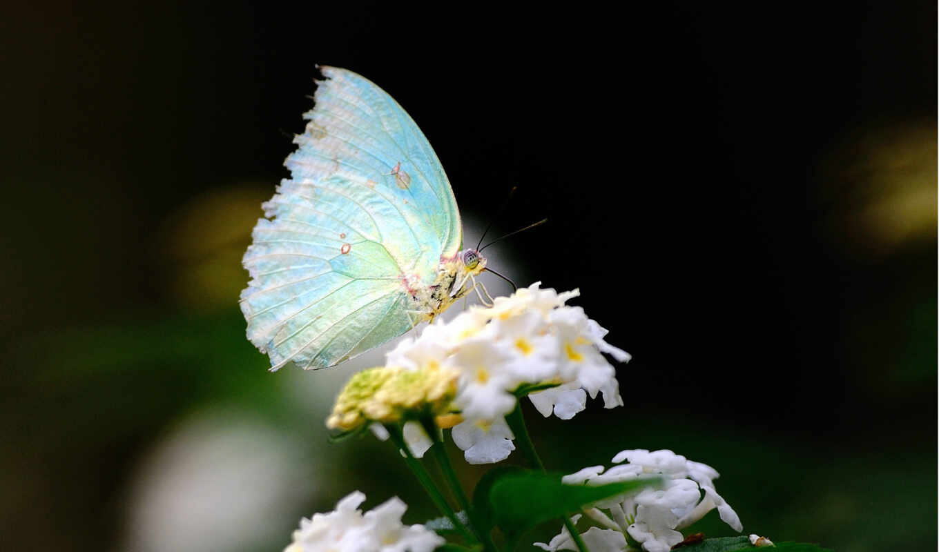 flowers, white, butterfly, phrase, amor, world, hadas, butterflies, image, wings