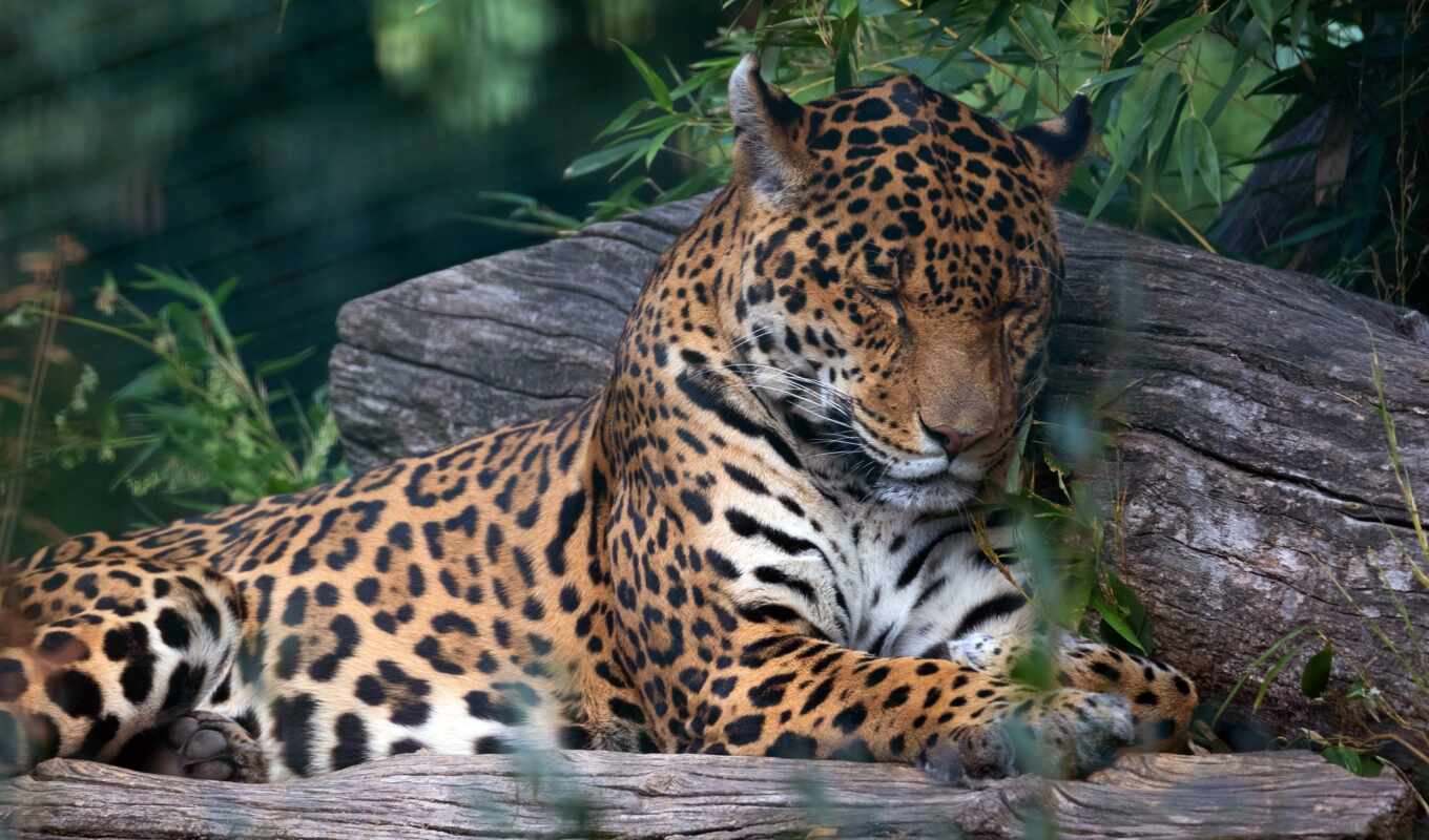 кот, биг, животные, леопард, хищник, тигр, спать, animal, jaguar, african, feline
