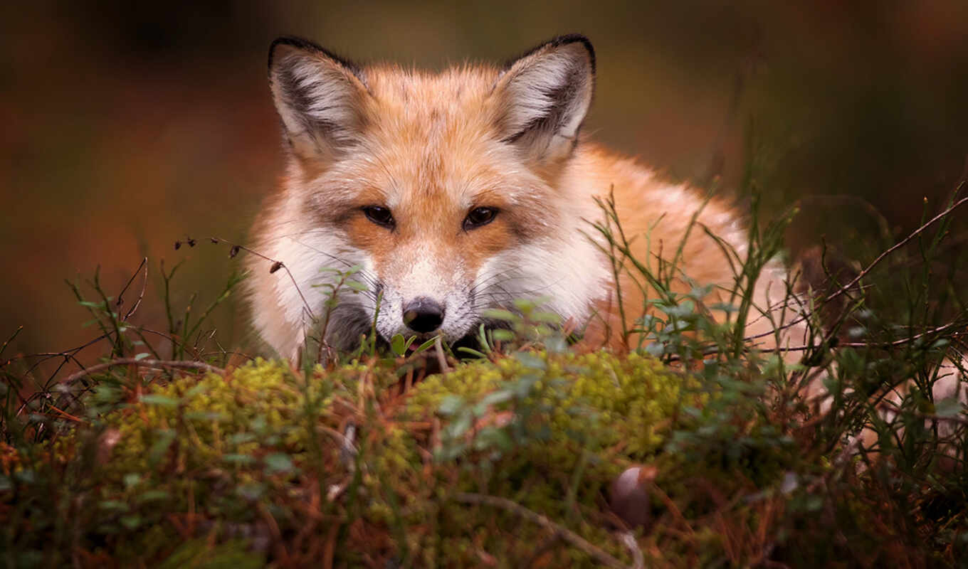 fox, swift