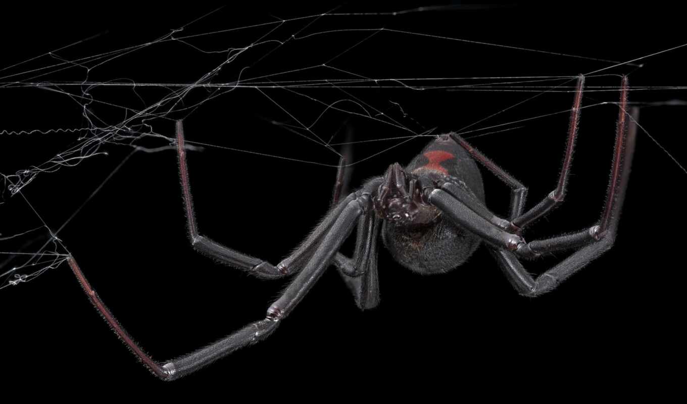web, spider, good, black