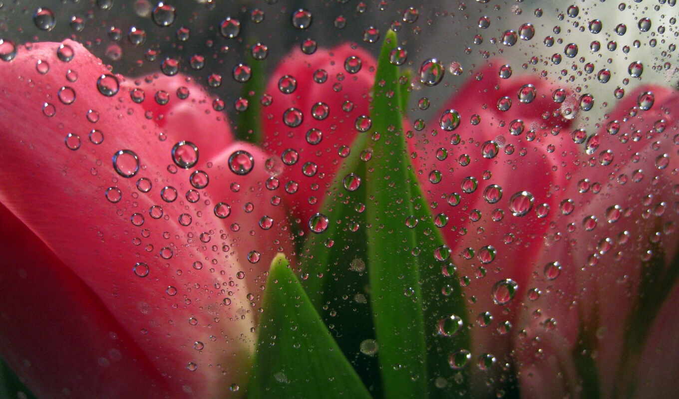 flowers, drop, glass, tulip