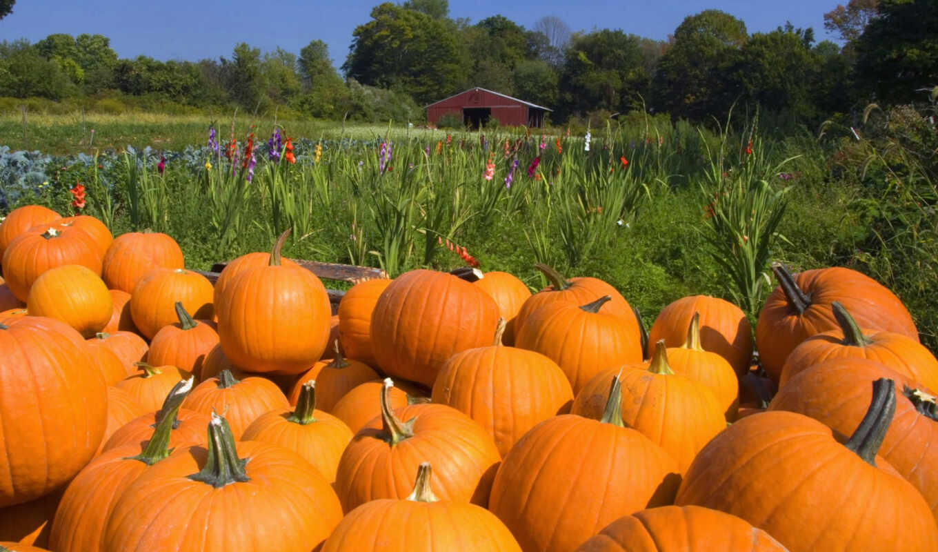 pumpkin, variety, harvest