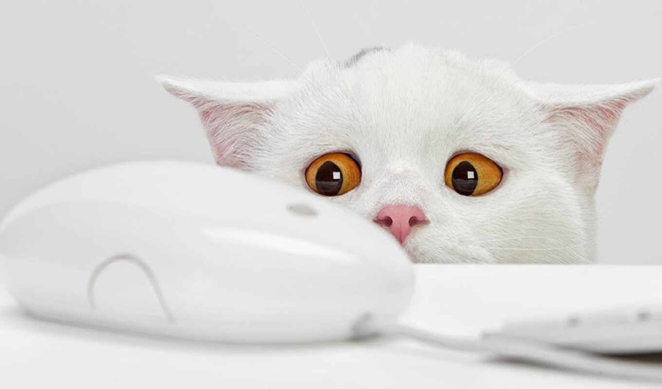 white, cat, funny, mouse