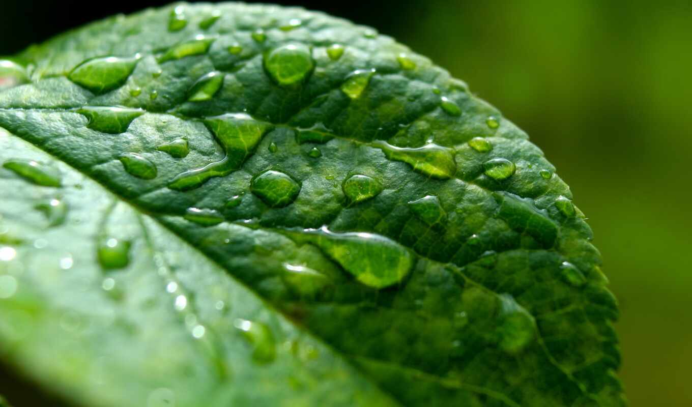 природа, фото, drop, mobile, дождь, зелёный, water, роса, leaf, капелька, royalty