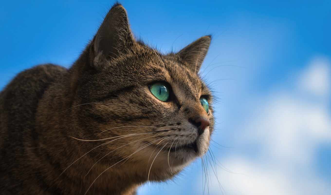 небо, blue, глаз, волосы, кот, animal, domestic, pet, gato, short, бобтейл