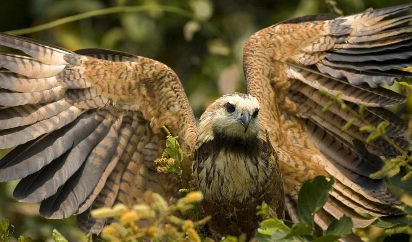 природа, птица, animal, крыло, hawk