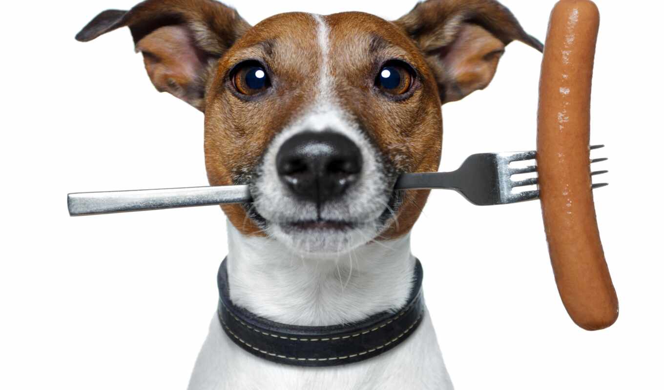 white, background, picture, dog, stock, jack, Russell, bull terrier, fork, sausage, jack