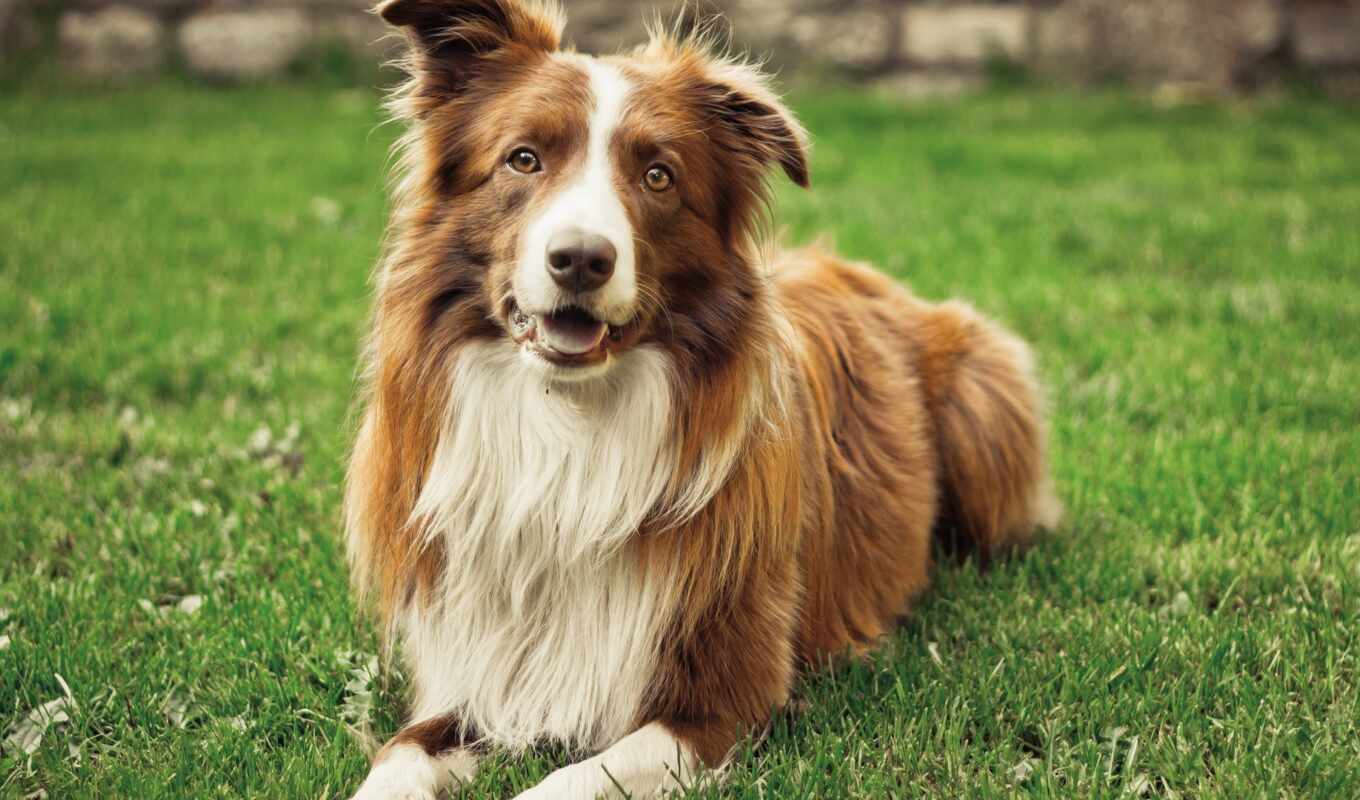 picture, dog, brown, border, collie