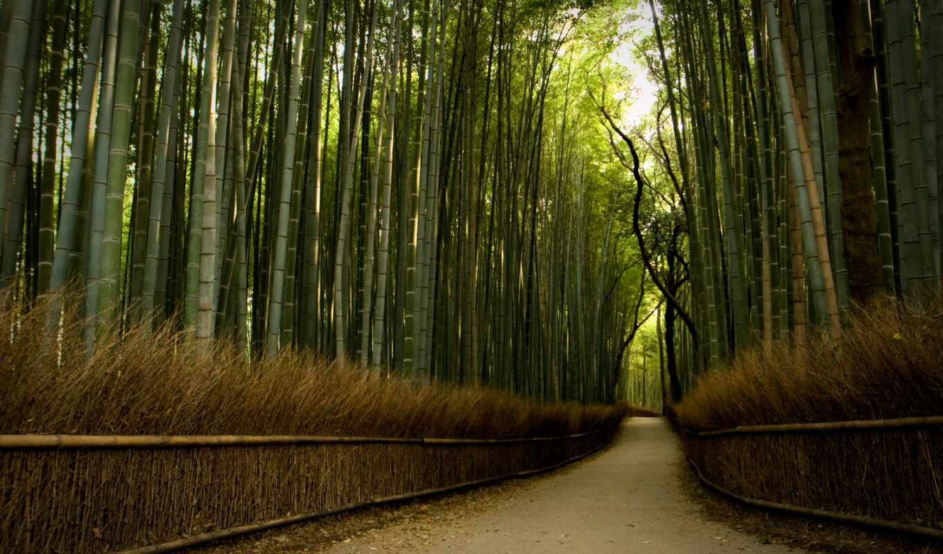 природа, desktop, коллекция, best, лес, бамбук