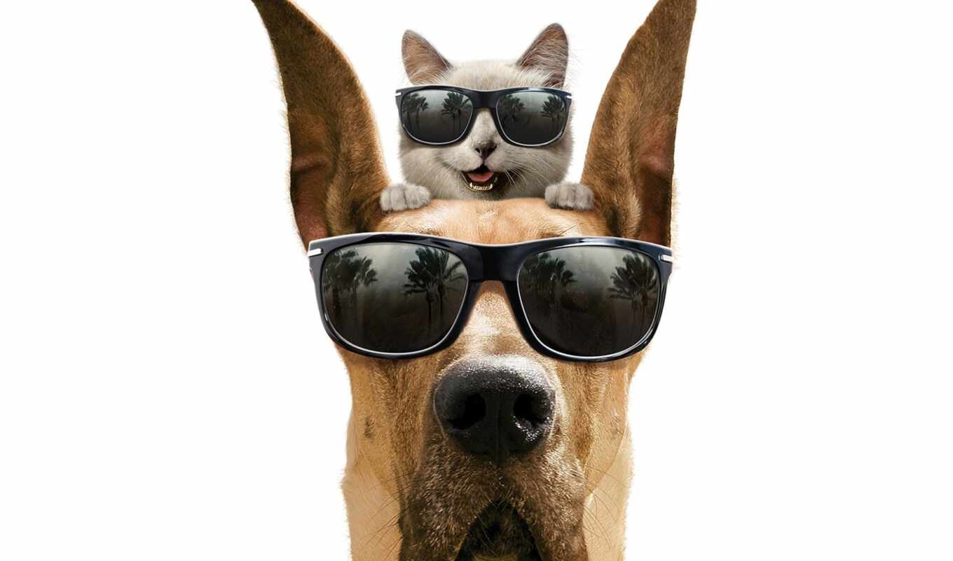 кот, собака, очки, кошки, собак, солнцезащитные очки, семейная, клиника, marmaduke