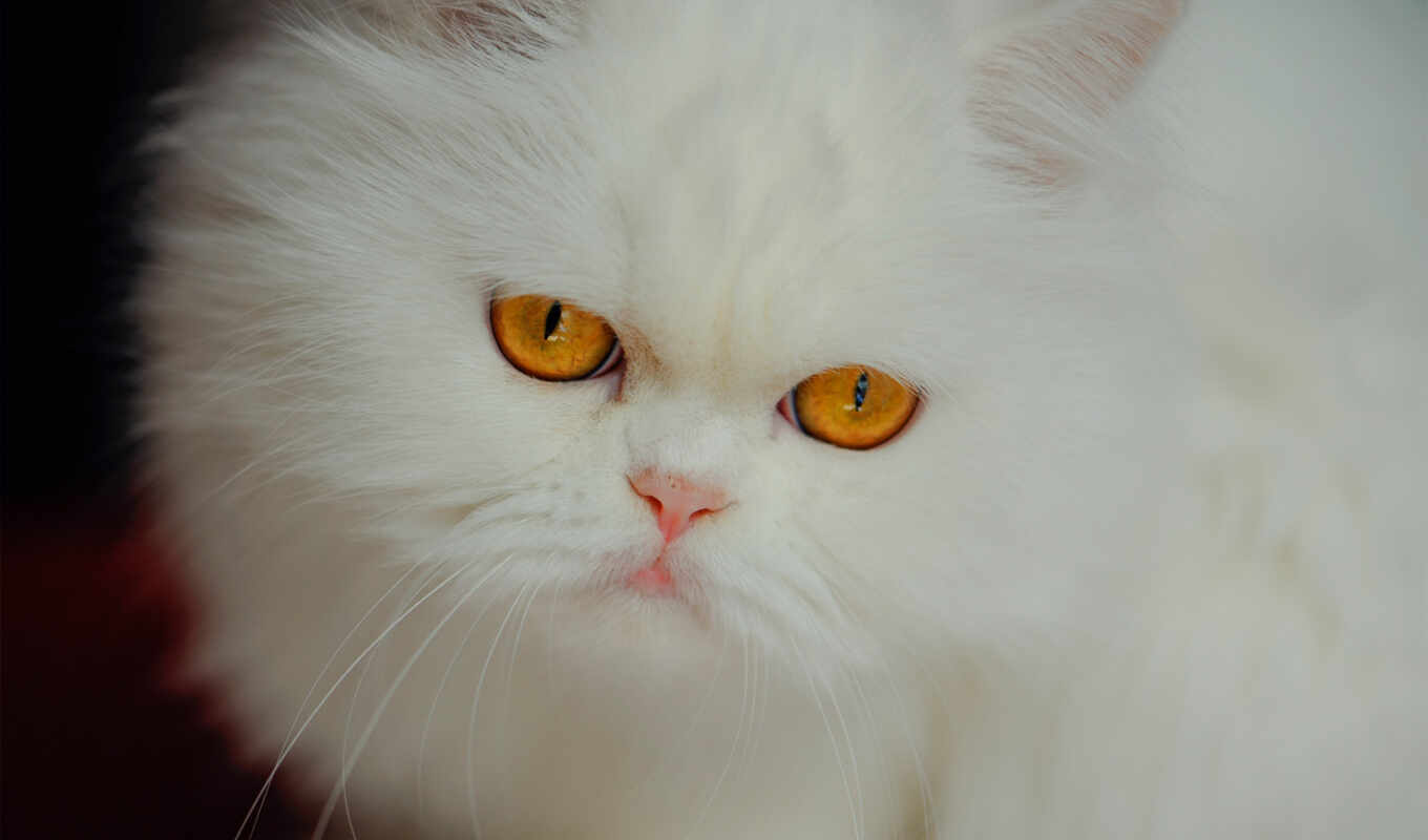 white, кот, смотреть, порода, animal, persian, пушистый, pet, persia, ангорский, kuce