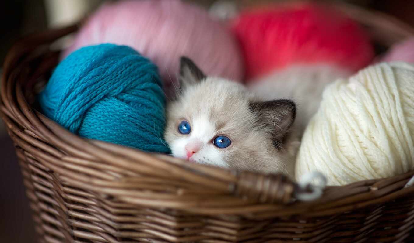 blue, eye, cat, cute, little, kitty, basket, ragdoll, yarn