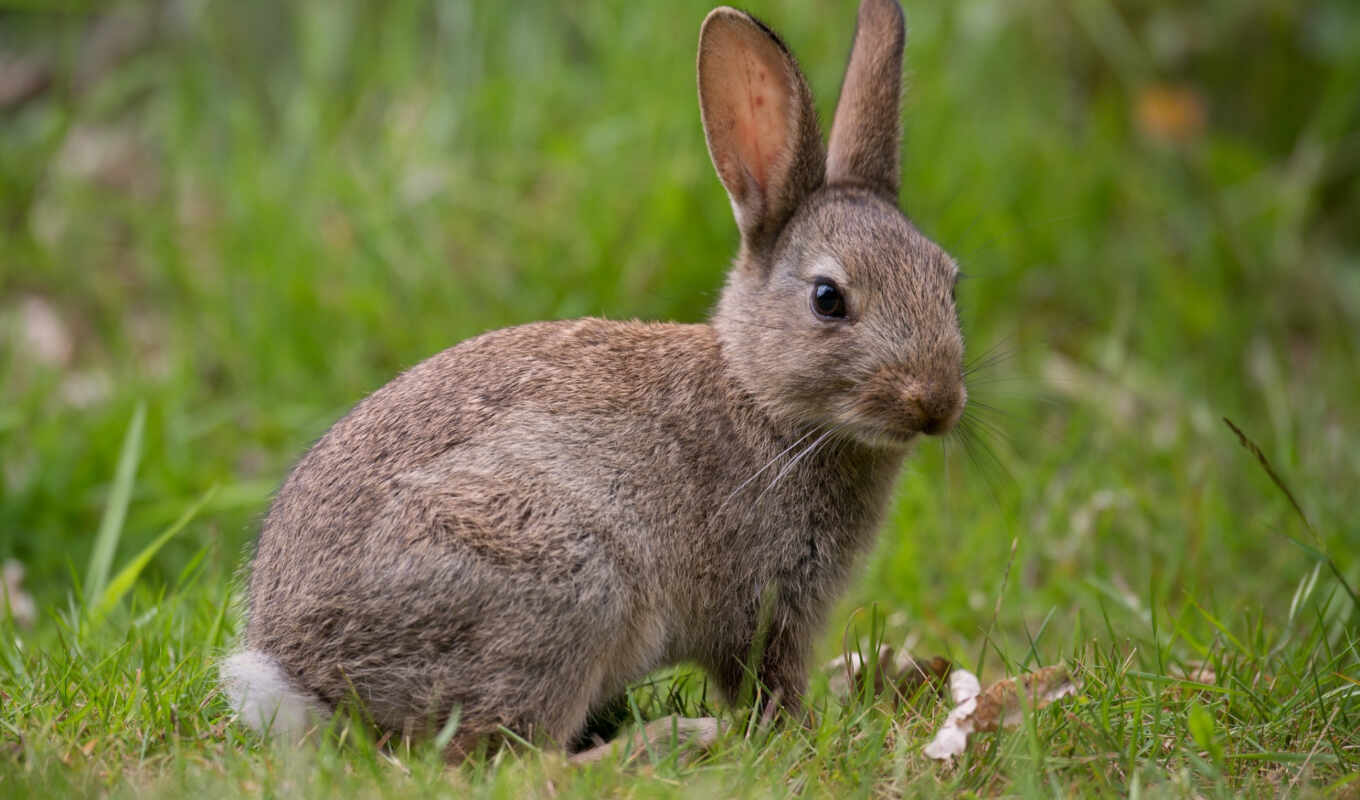 white, cute, кролик, заяц, baby, морковь, domestic, bunny, teahub