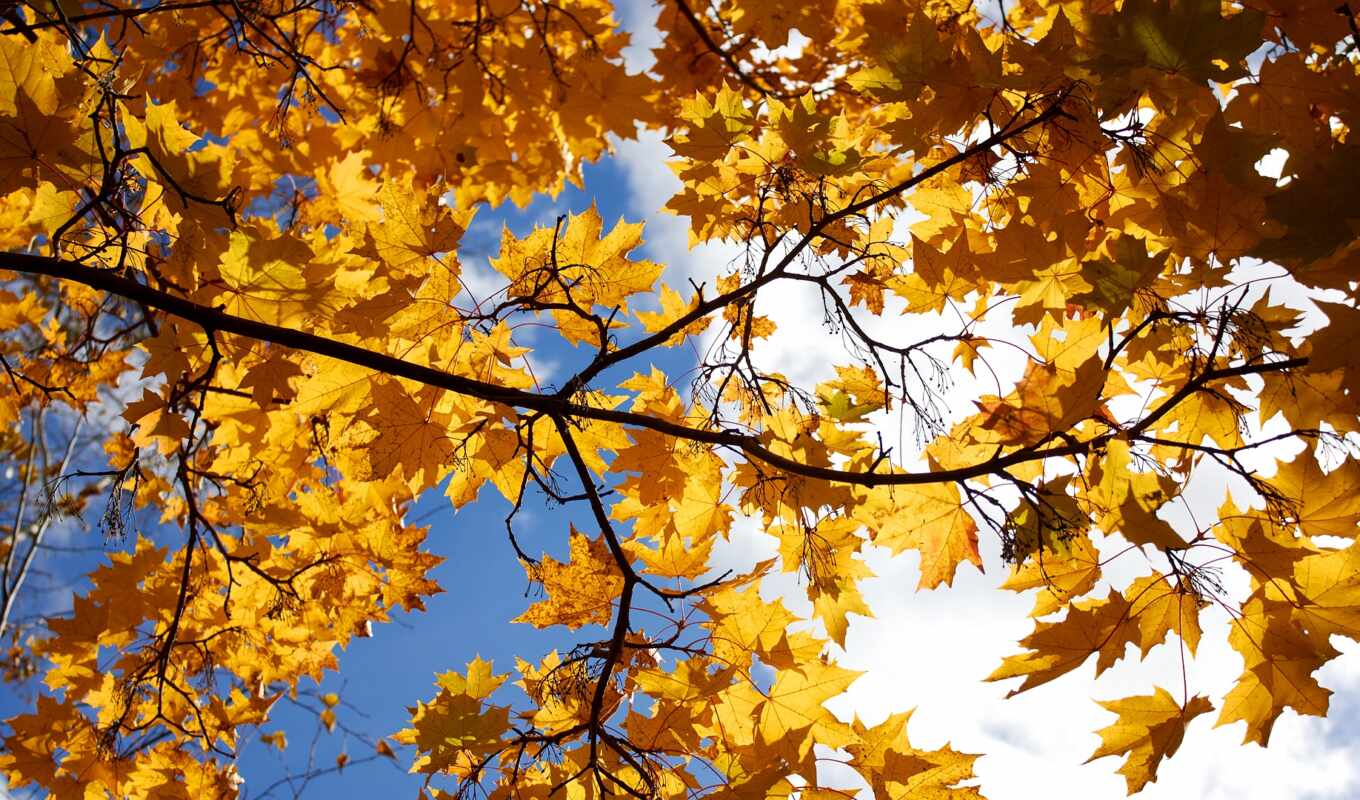 небо, лист, фон, осень, yellow
