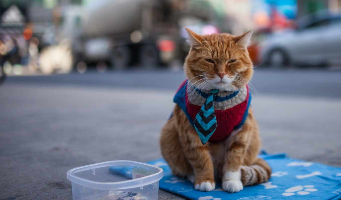 street, cat, animal, to clothe, poverty