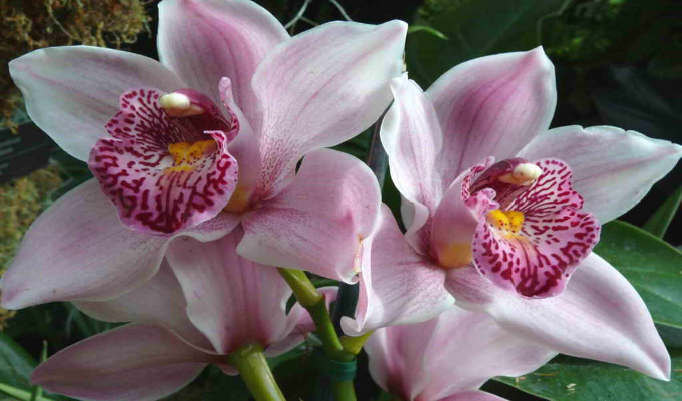 цветы, world, flowers, орхидея, orchids