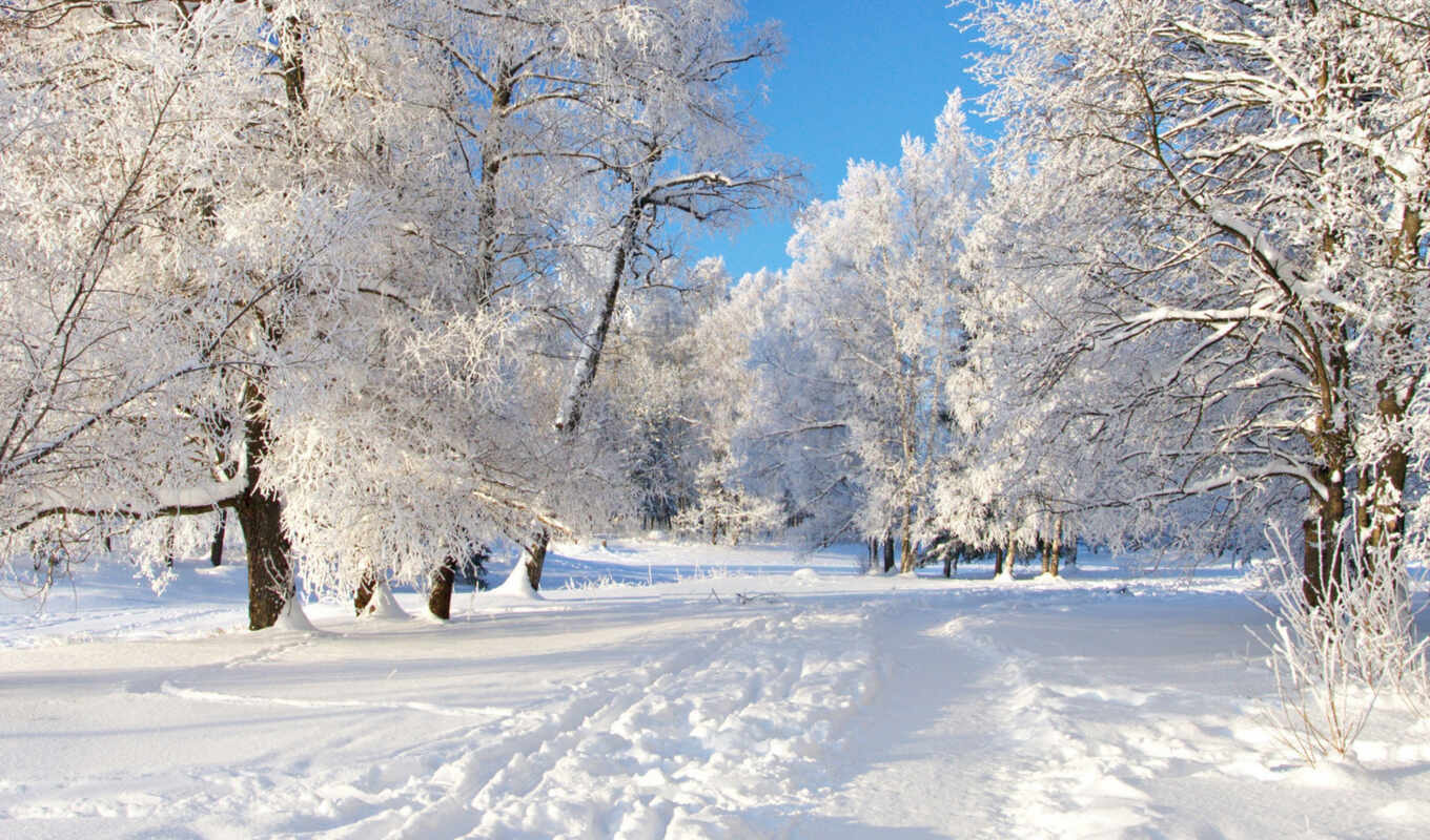 природа, страница, снег, winter, лес, trees, trail