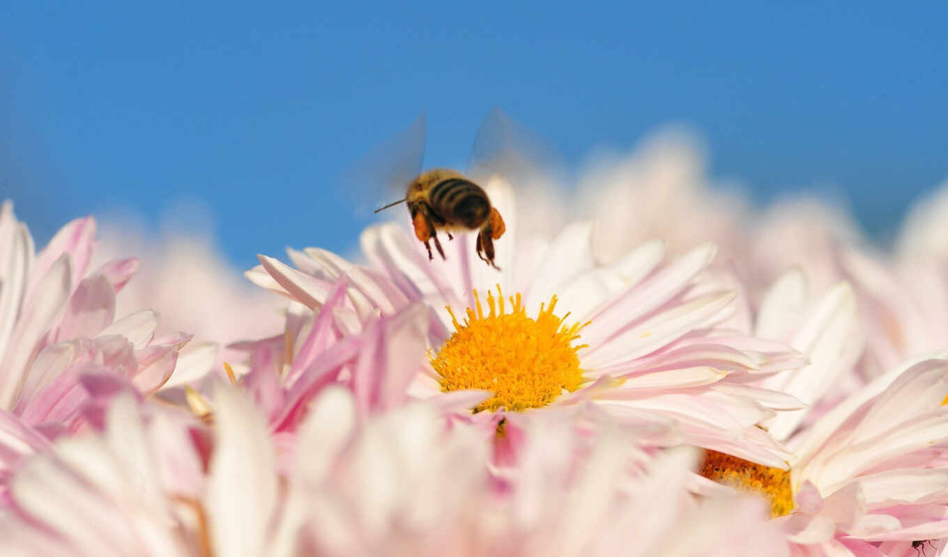 природа, страница, animals, insects, пчелы, color