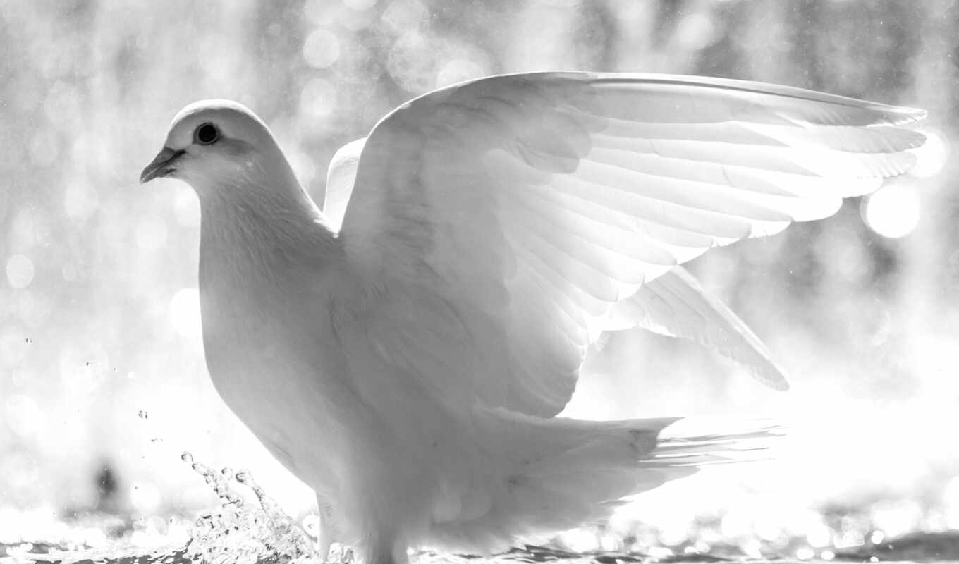 white, water, но, уже, голубь, dove, птицы, крылья