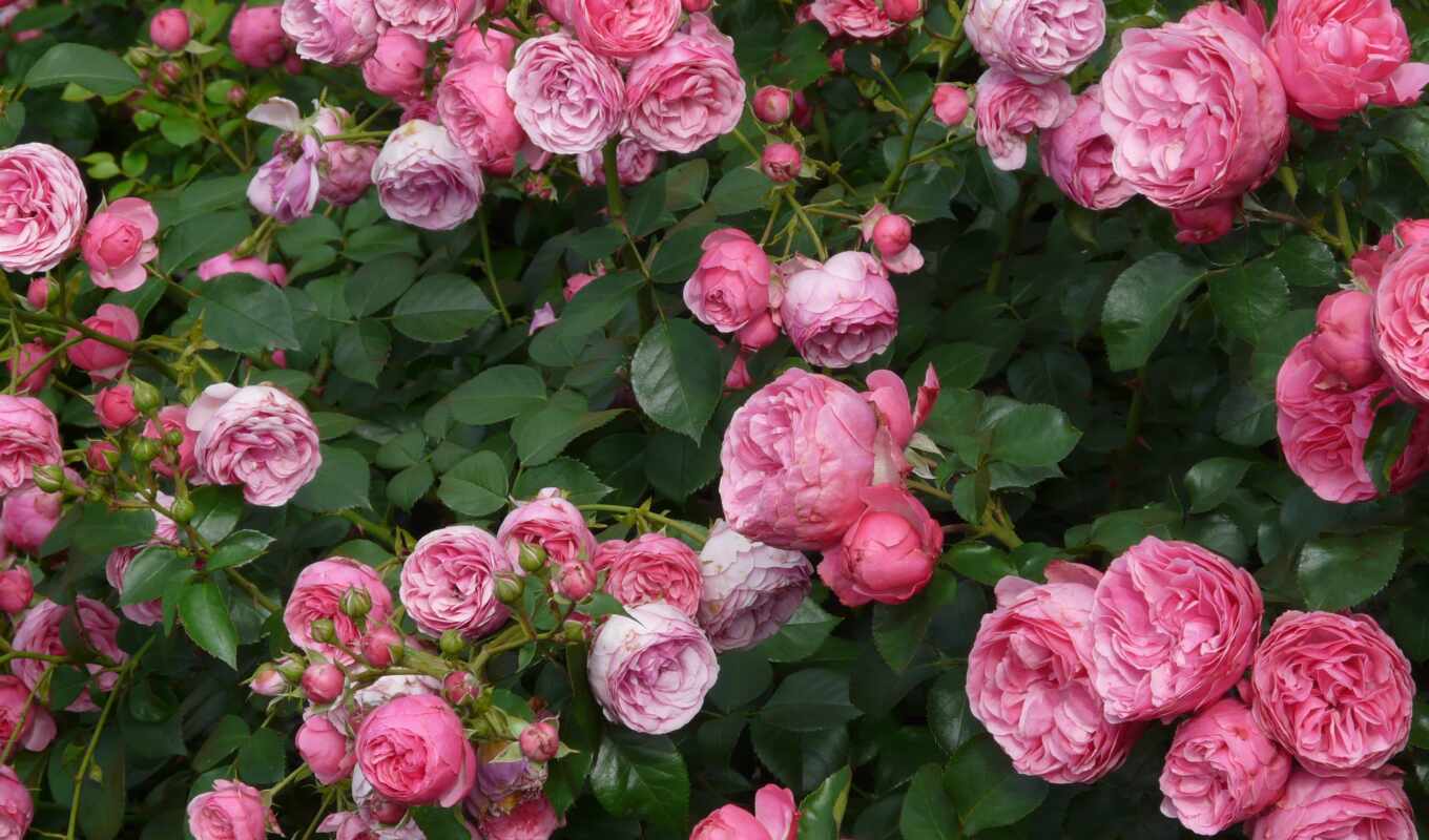 цветы, роза, розовый, бутон, bush, чайная