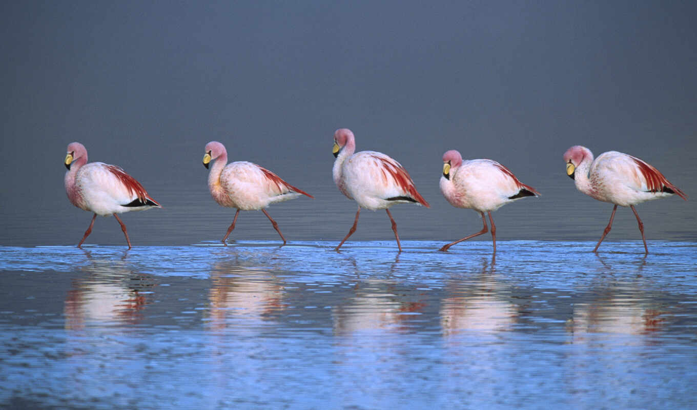 bird, flamingo, animal, color, flamenco, colorada