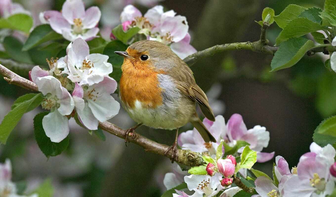 nature, flowers, petals, bird, branch, spring, plant, robin, twig