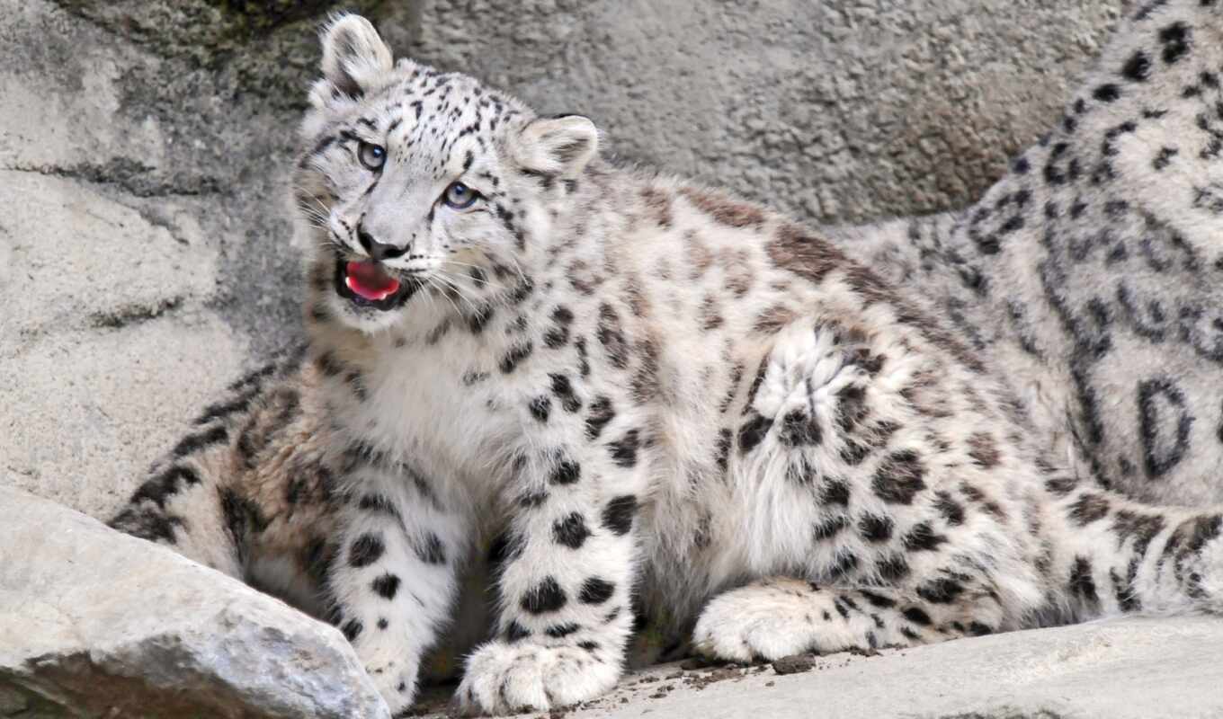 snow, leopard, uncia, snow, translation, means, bars, nature, inflammable, language, turkish, irbise, considered