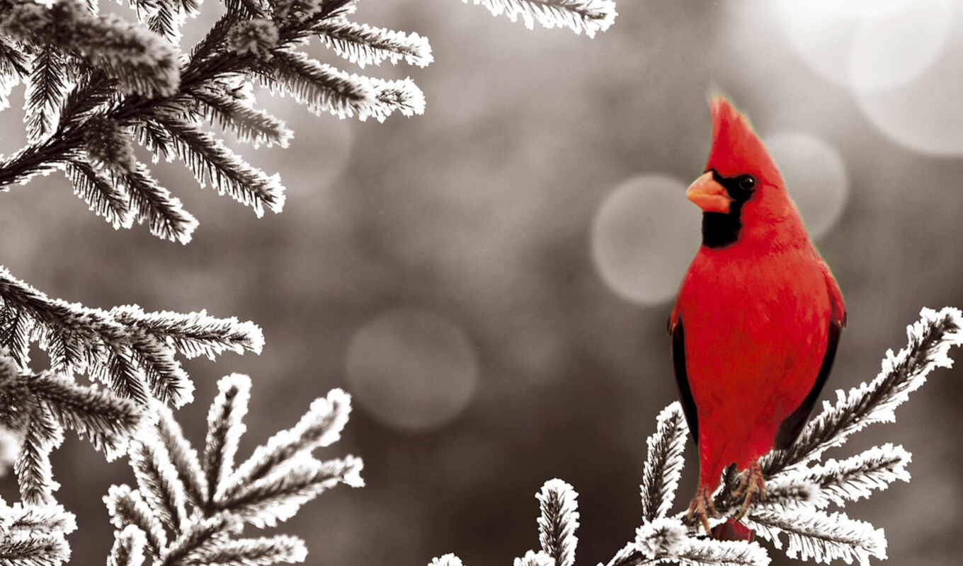 red, Cardinal, birdie, snow