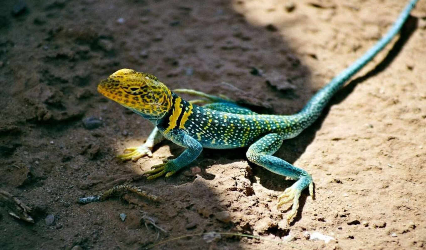 iguana, lizards, iguanas, collars