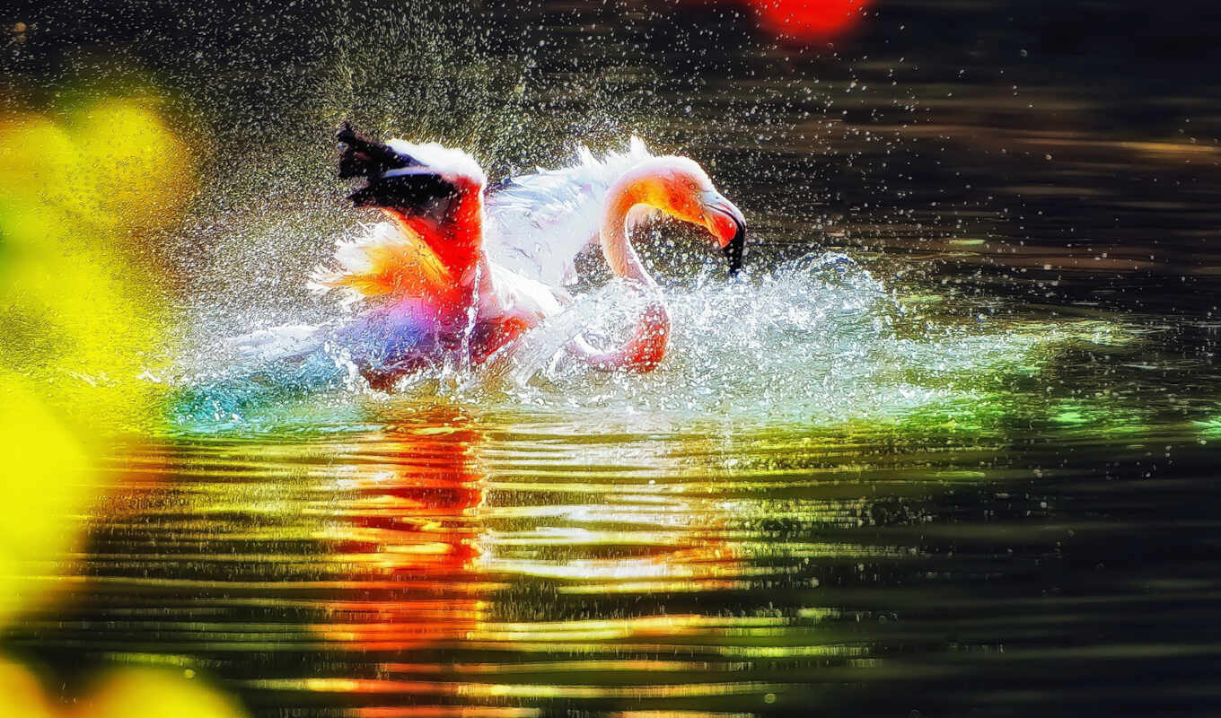 water, птица, фламинго