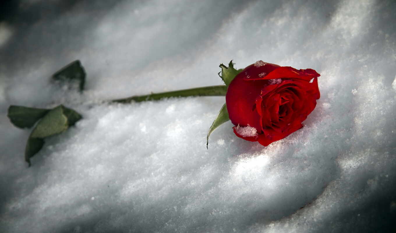 цветы, роза, love, red, снег, снегу