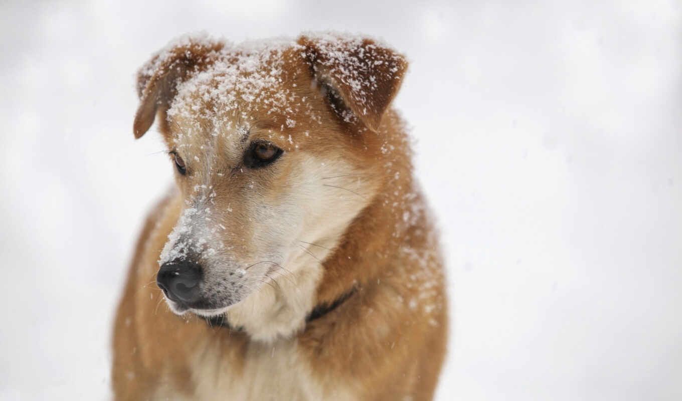 snow, dog, dogs, friend, zhivotnye