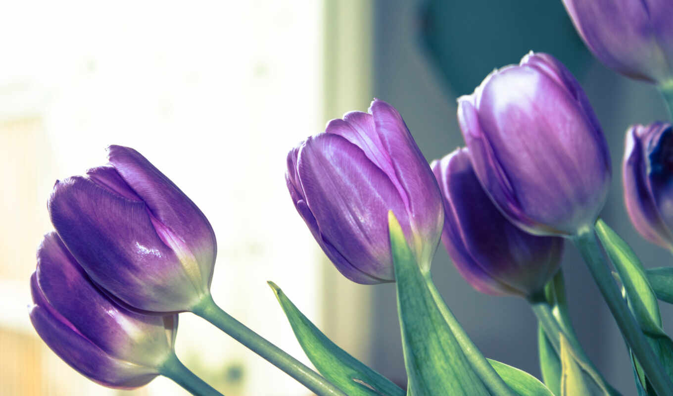 цветы, фон, purple, тюльпан, lovely