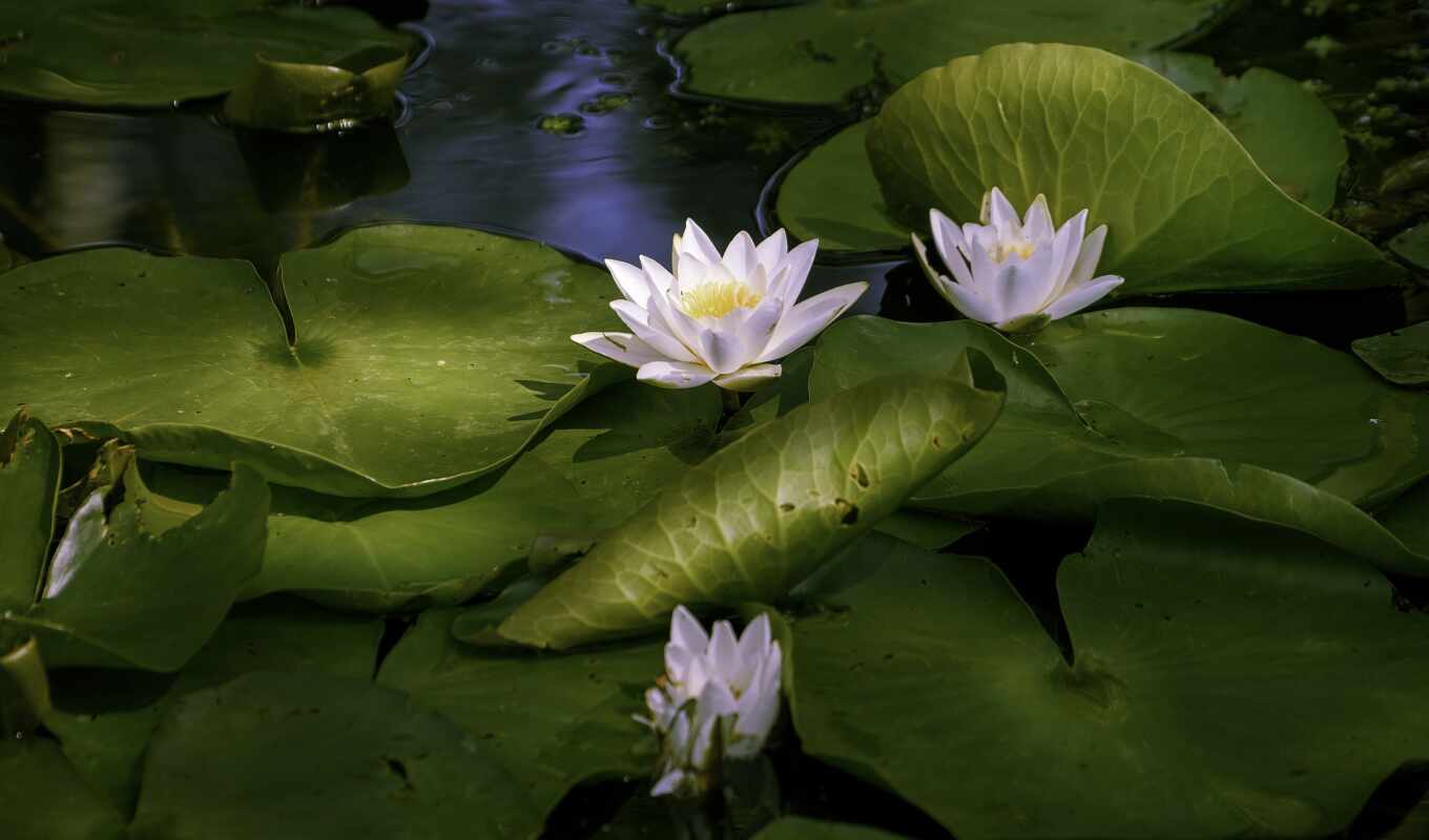 картинка, lily, растительность, swamp, pad, pixabay